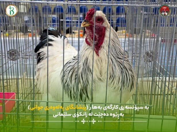 بە سپۆنسەری کارگەی بەهار گەورەترین پێشانگای پەلەوەری جوانی بەڕێوە چوو لە شاری سلێمانی/ زانکۆی سلێمانی کۆلێژی وەرزش